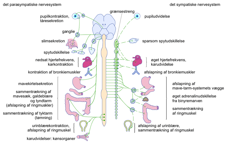nervesystem